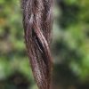 À vendre belle couette de 23 cm cheveux épais ondulée